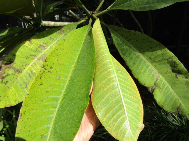 Pictured are plumeria leaves affected by rust. One that is turned over shows the orange rust spore clusters. (Courtesy Tom MacCubbin)