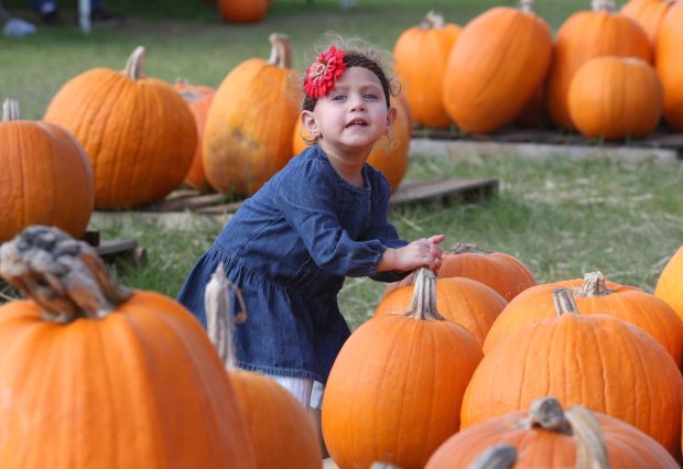 Sarah Noelle, 2, selects a pumpkin on Wednesday, October 14, 2015, at the annual Trinity Church patch in Eustis. (Orlando Sentinel file)