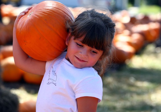 Arianna Gonzalez, 4, of Casselberry picked her pumpkin out during a previous patch at the Community United Methodist Church pumpkin patch in Casselberry. (Orlando Sentinel file)