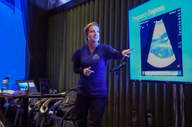 SeaWorld Orlando veterinarian Dr. Dana Lindemann explains an ultrasound image of a pregnant smalltooth sawfish that gave birth at SeaWorld Orlando during an 'Expert talks' presentation on Tuesday, October 17, 2023. (Rich Pope, Orlando Sentinel)