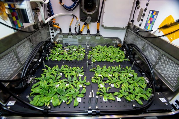 Arabadopsis thaliana plants growing in the International Space Station's Advanced Plant Habitat for PH-03, which looks at whether plants grown in space pass on adaptations to the next generation. (NASA)
